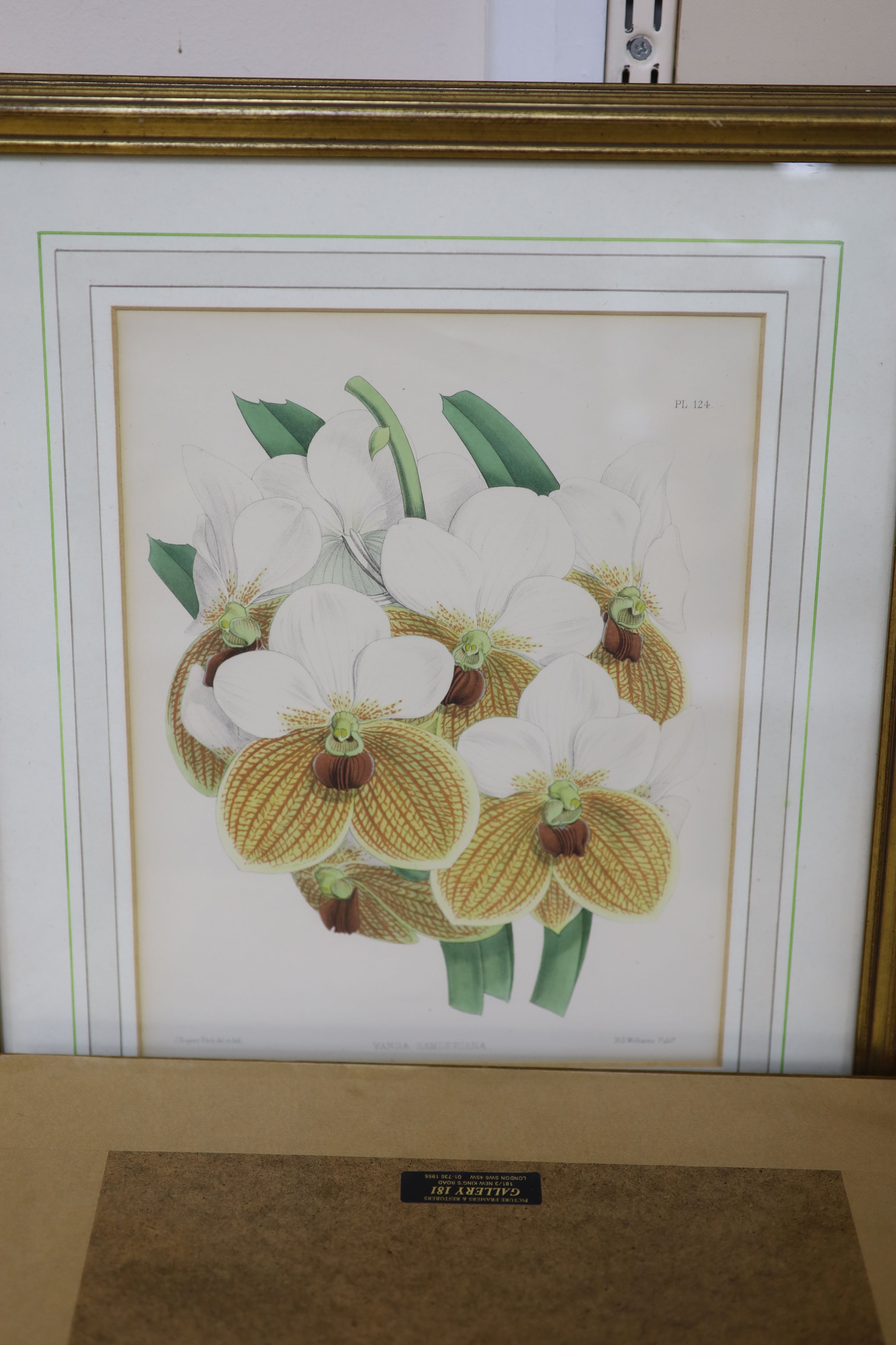 J.Nugent Fitch after B.S.Williams, a set of seven coloured lithographs, Studies of orchids, 29 x 23cm and a small watercolour of a butterfly by Nicholas Raison, 9 x 14.5cm